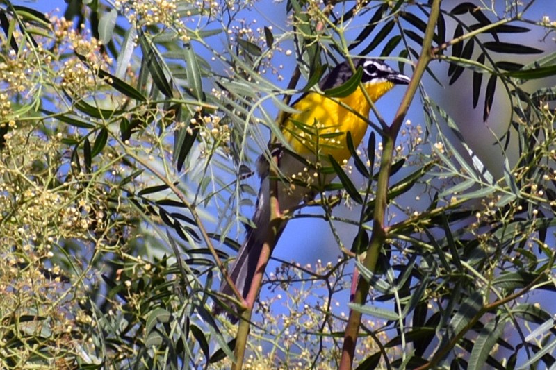 Yellow-breasted Chat - ML620627518