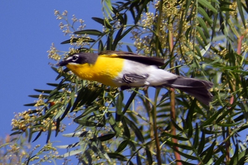 Yellow-breasted Chat - ML620627519