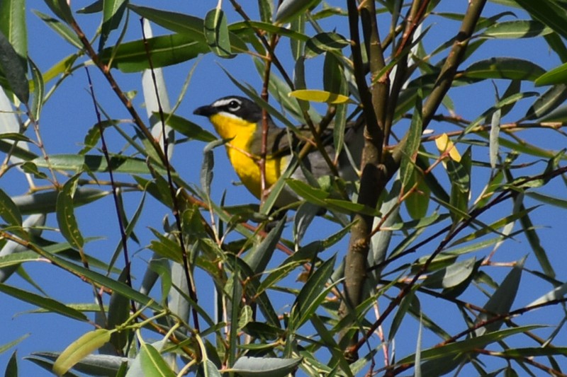 Yellow-breasted Chat - ML620627520