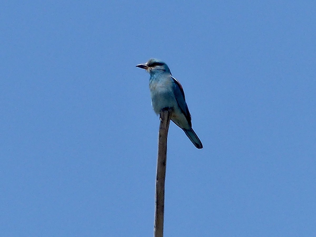 European Roller - ML620627524