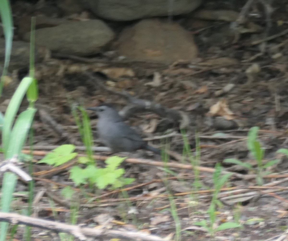 Gray Catbird - ML620627525