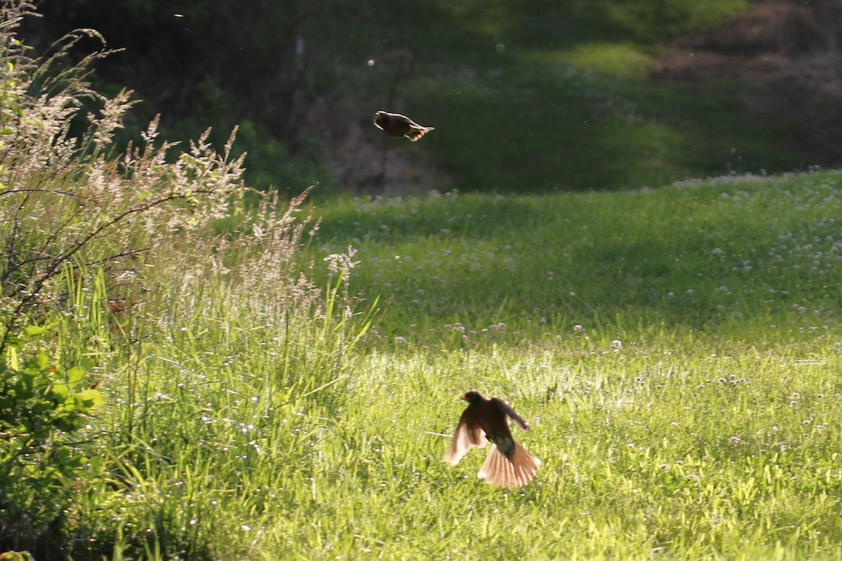 American Robin - ML620627529