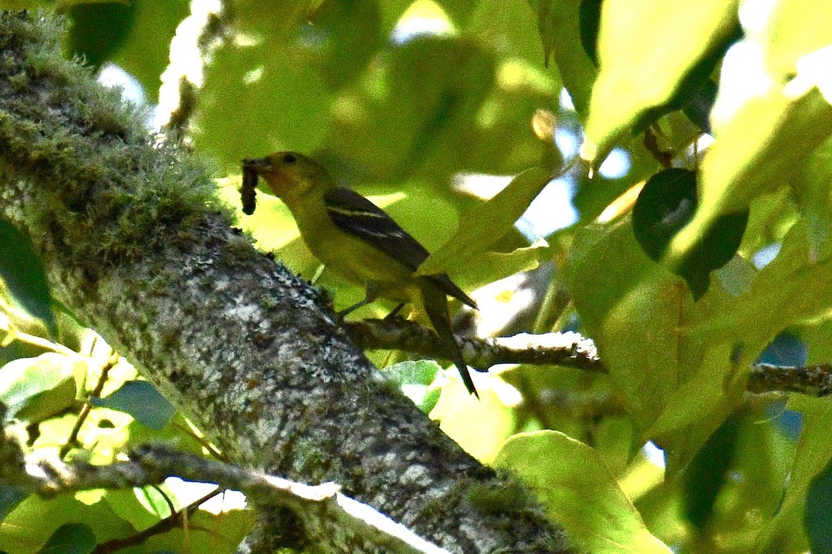 Piranga à tête rouge - ML620627530