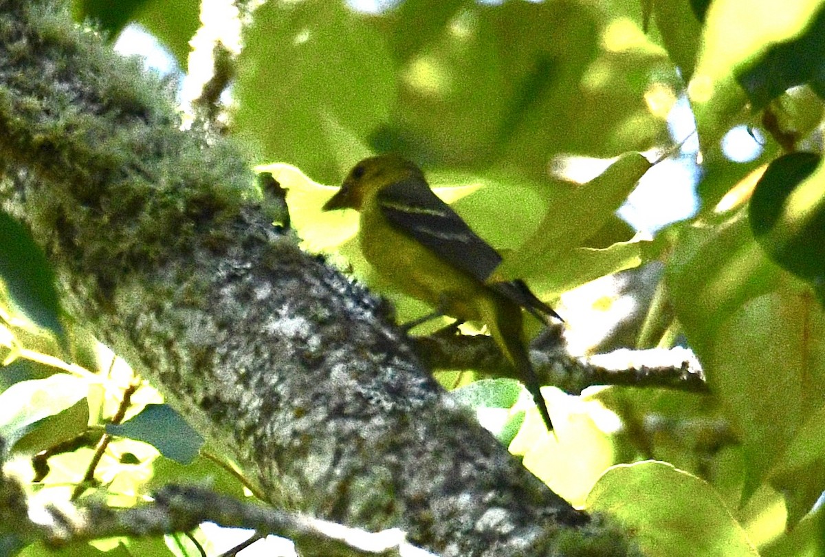 Western Tanager - ML620627531