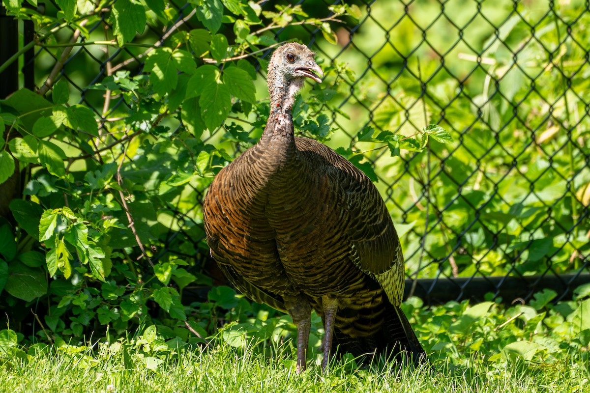 Wild Turkey - ML620627535