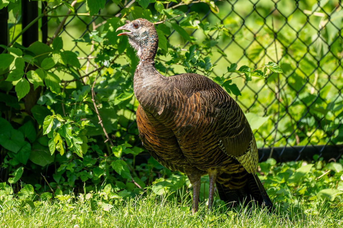 Wild Turkey - ML620627536