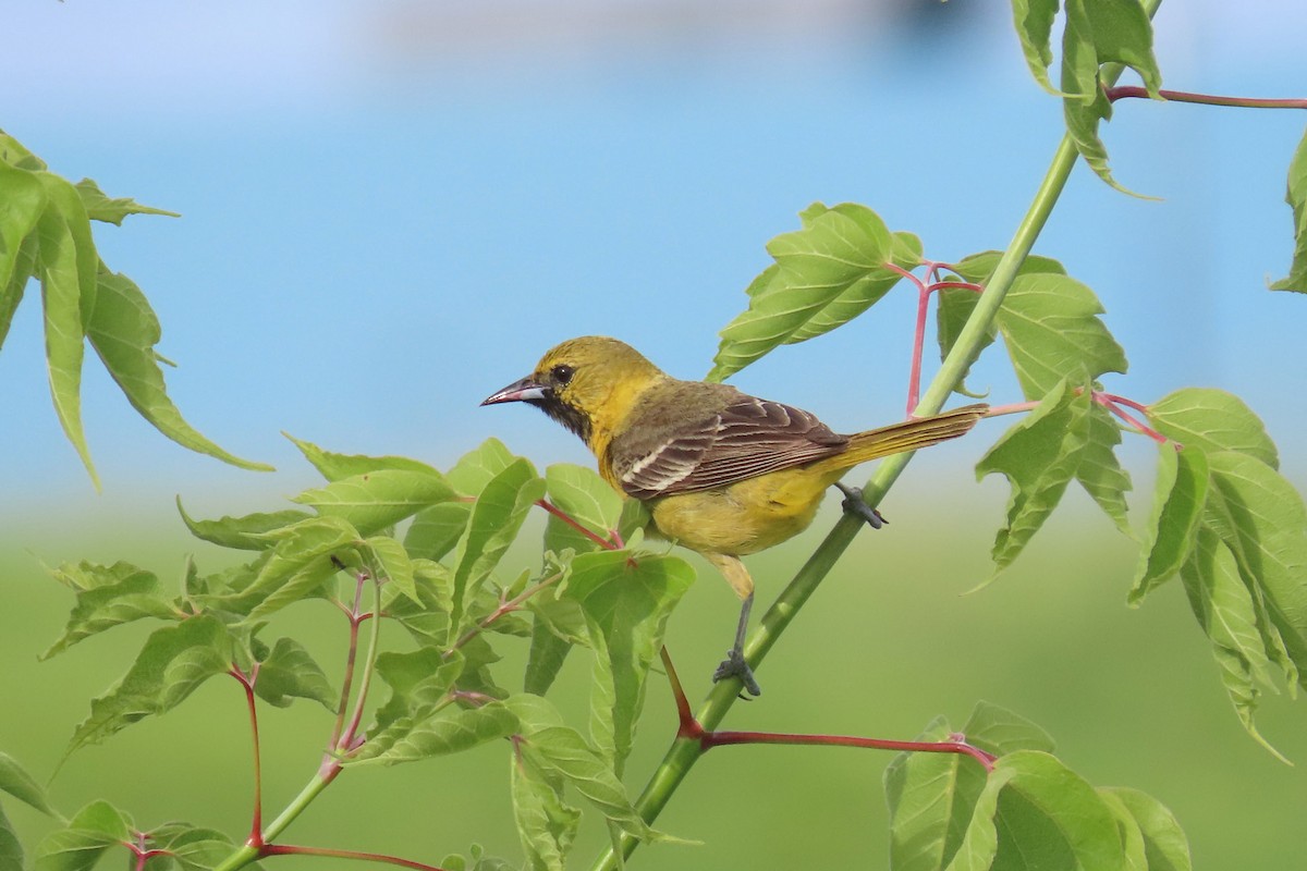 Orchard Oriole - John Zakelj