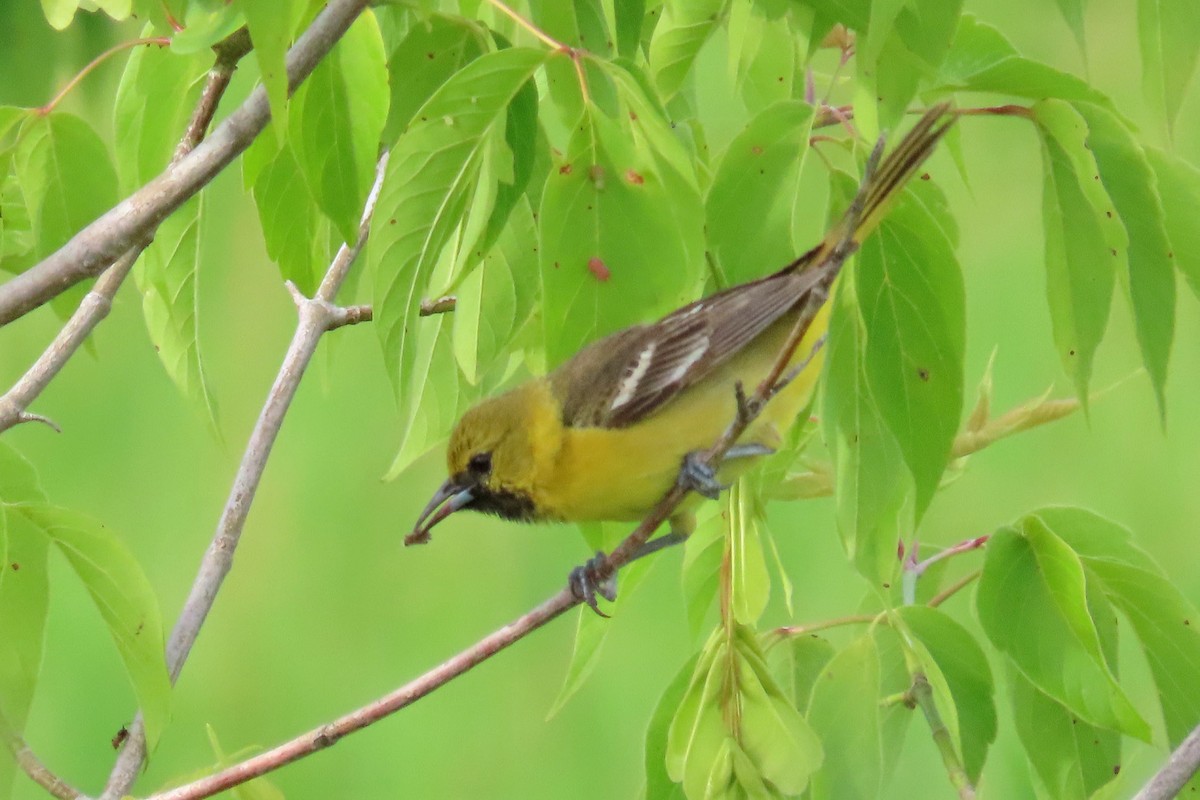 Orchard Oriole - ML620627539