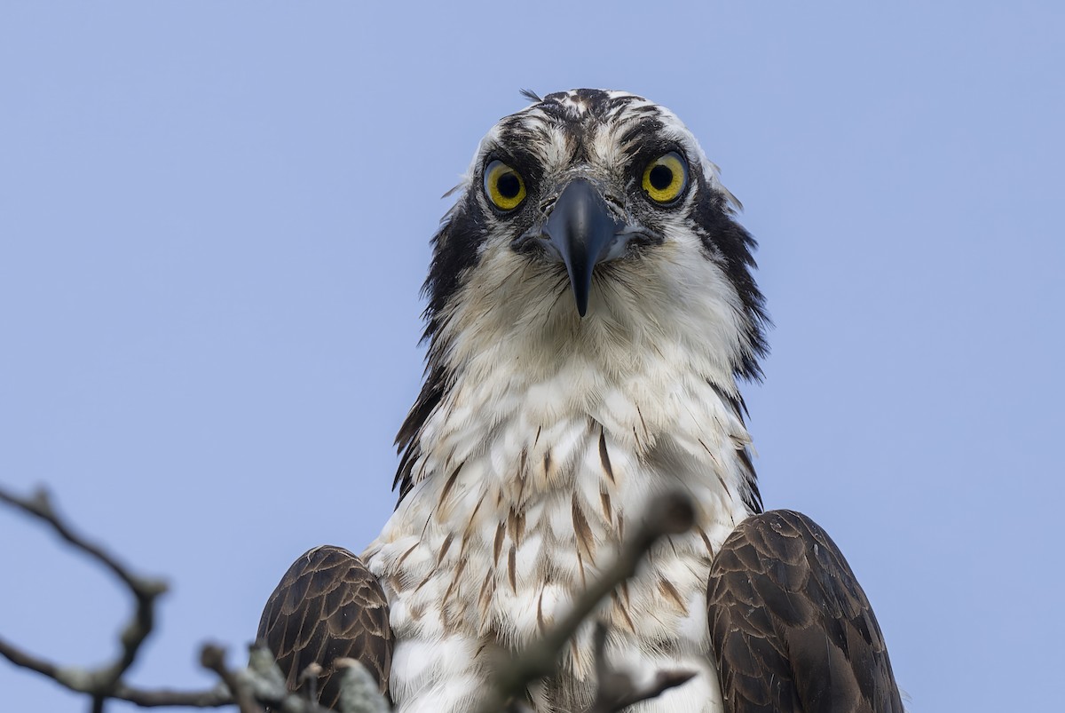 Águila Pescadora - ML620627542