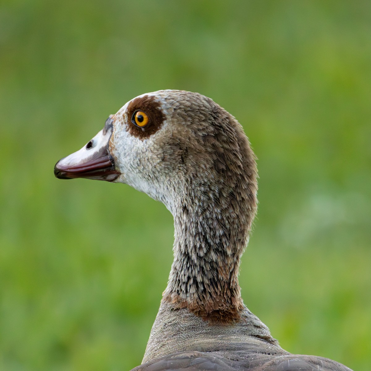 Egyptian Goose - ML620627545