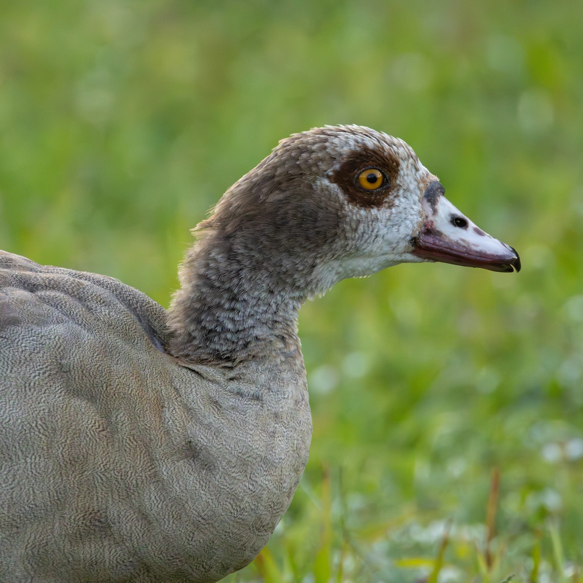 Egyptian Goose - ML620627546