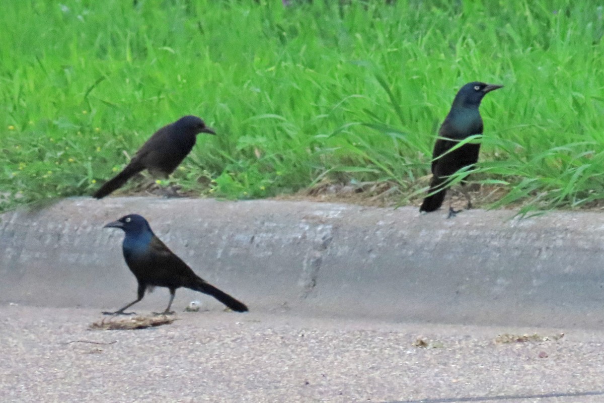 Common Grackle - ML620627547