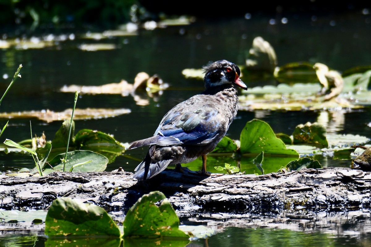 Wood Duck - ML620627550