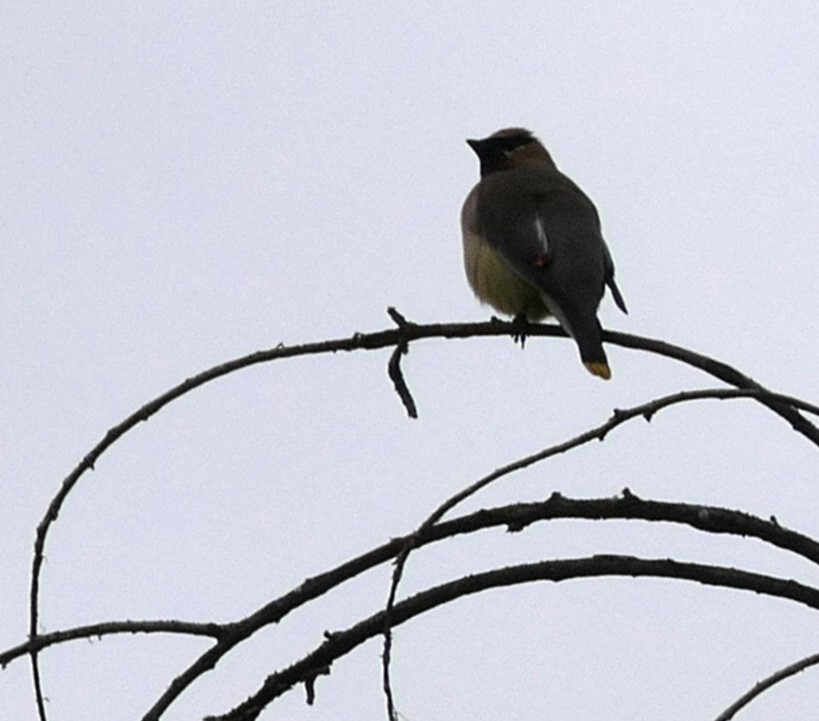 Cedar Waxwing - ML620627551