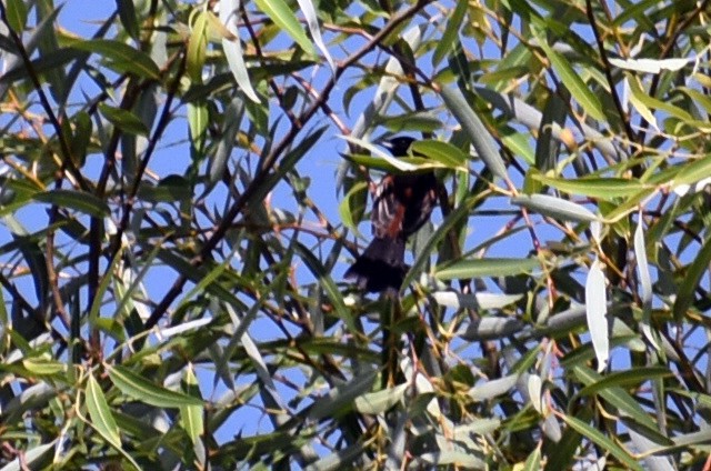 Orchard Oriole - ML620627558