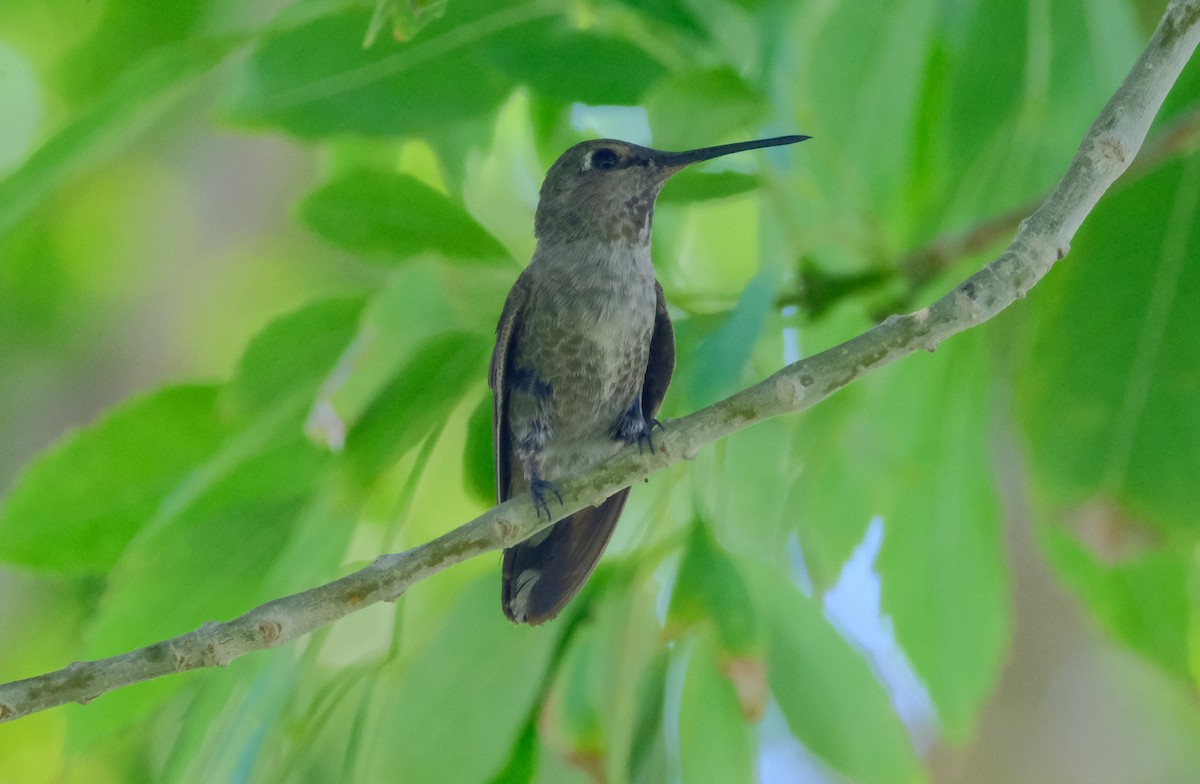 Anna's Hummingbird - ML620627559