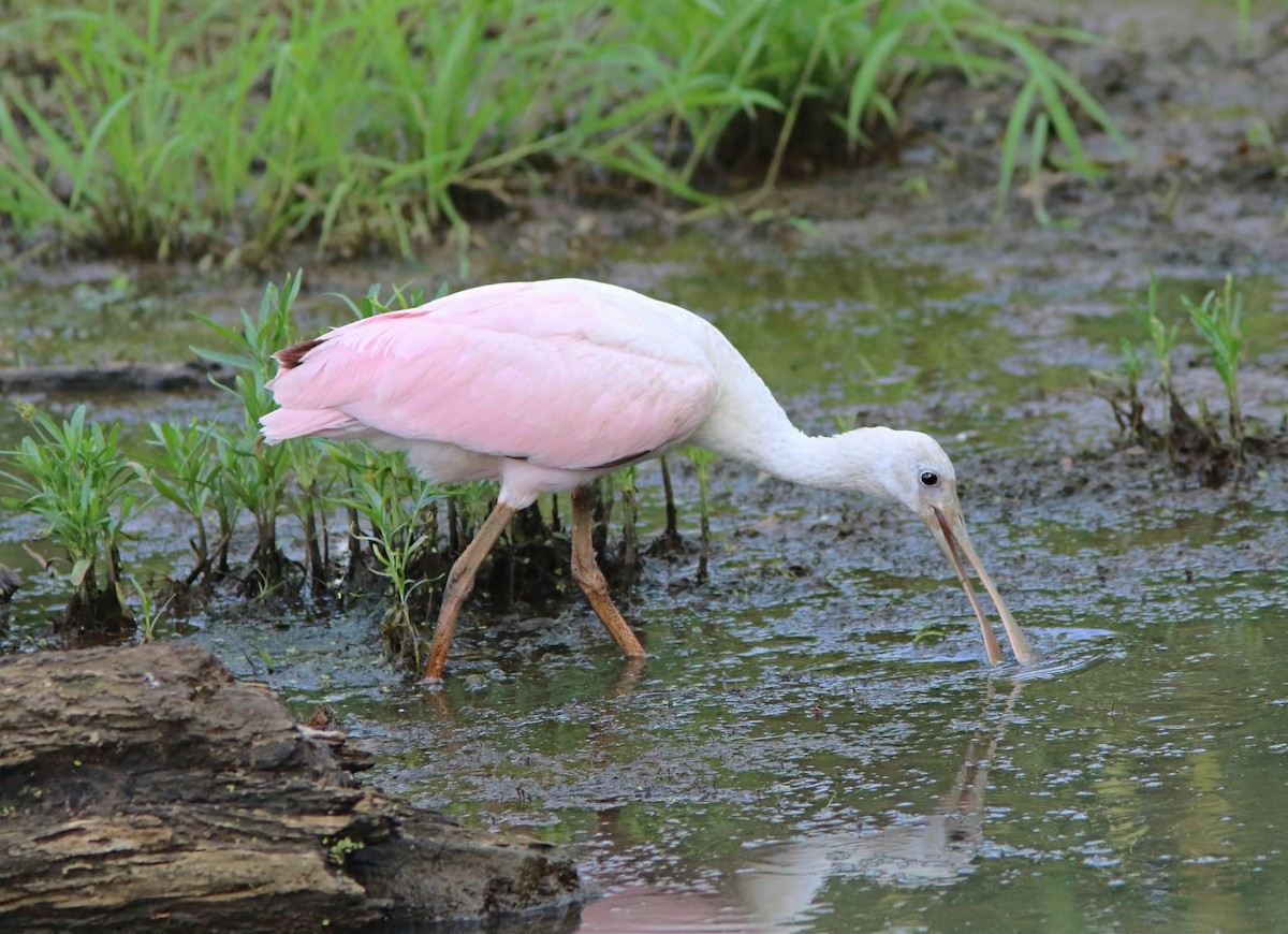 Roseate Spoonbill - ML620627562