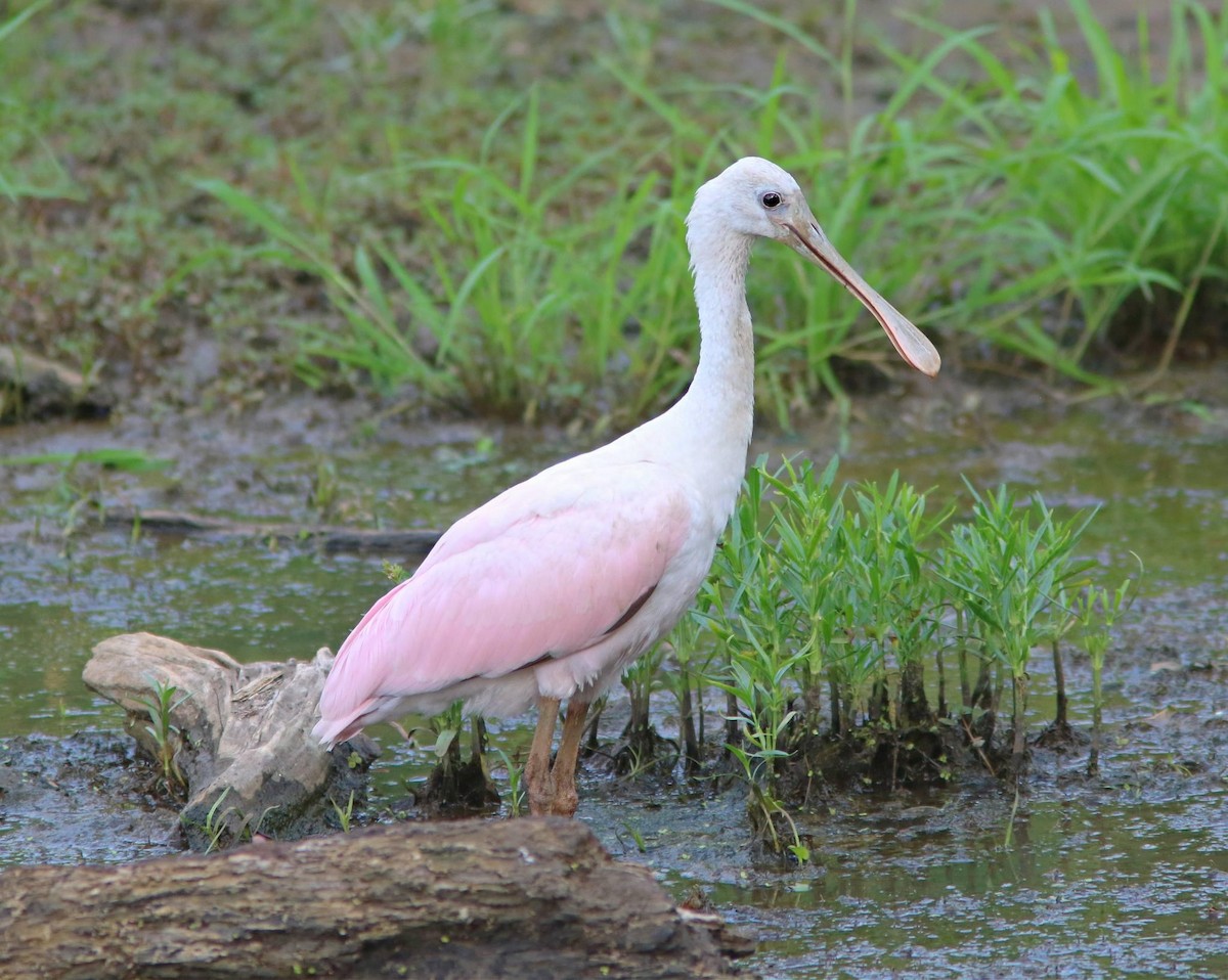 Roseate Spoonbill - ML620627563