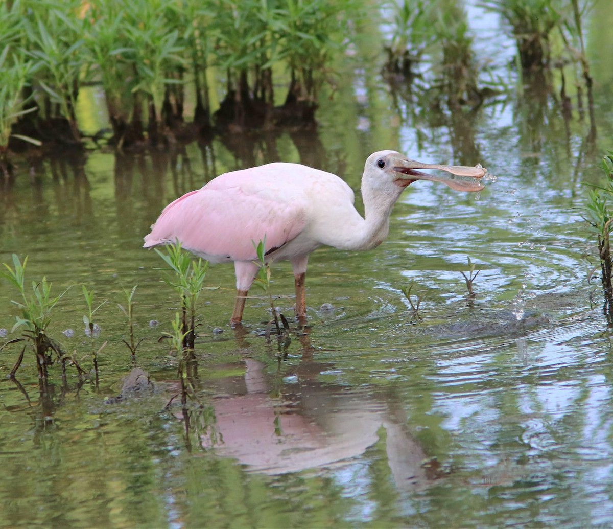 Roseate Spoonbill - ML620627564