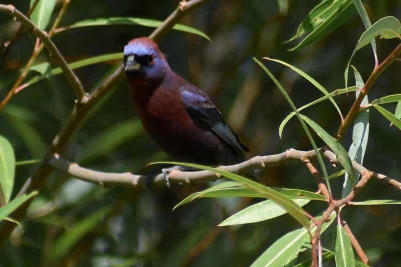 Varied Bunting - ML620627566