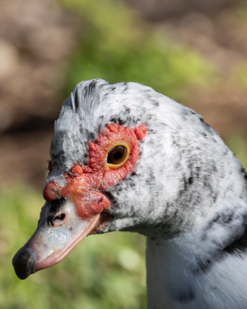 Muscovy Duck (Domestic type) - ML620627570