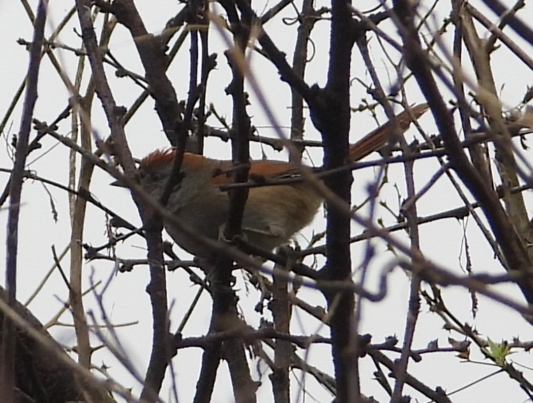 Sooty-fronted Spinetail - ML620627571