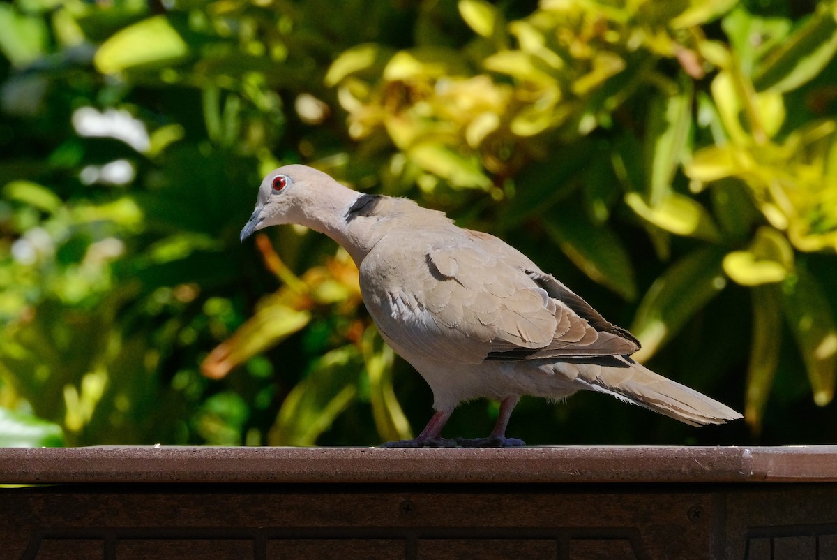 Eurasian Collared-Dove - ML620627572