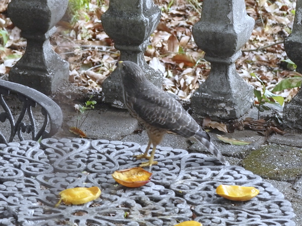 Roadside Hawk - ML620627573