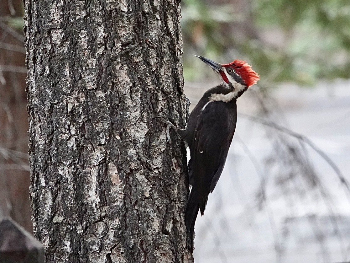 Pileated Woodpecker - ML620627577