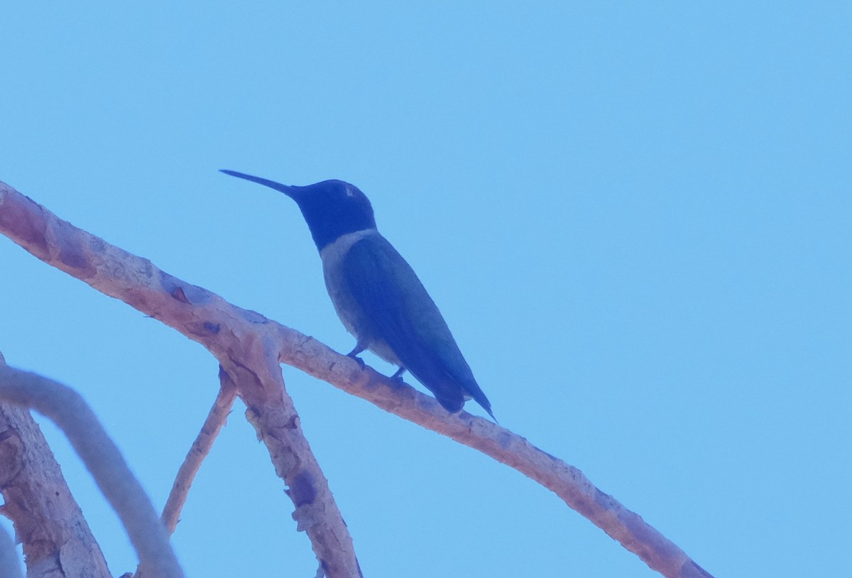 Colibri à gorge noire - ML620627579