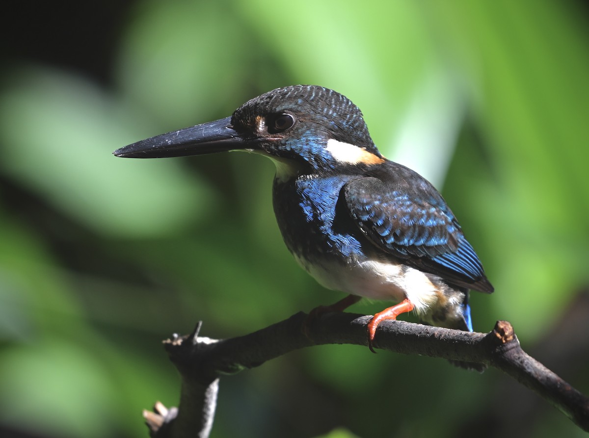 Malaysian Blue-banded Kingfisher - ML620627583
