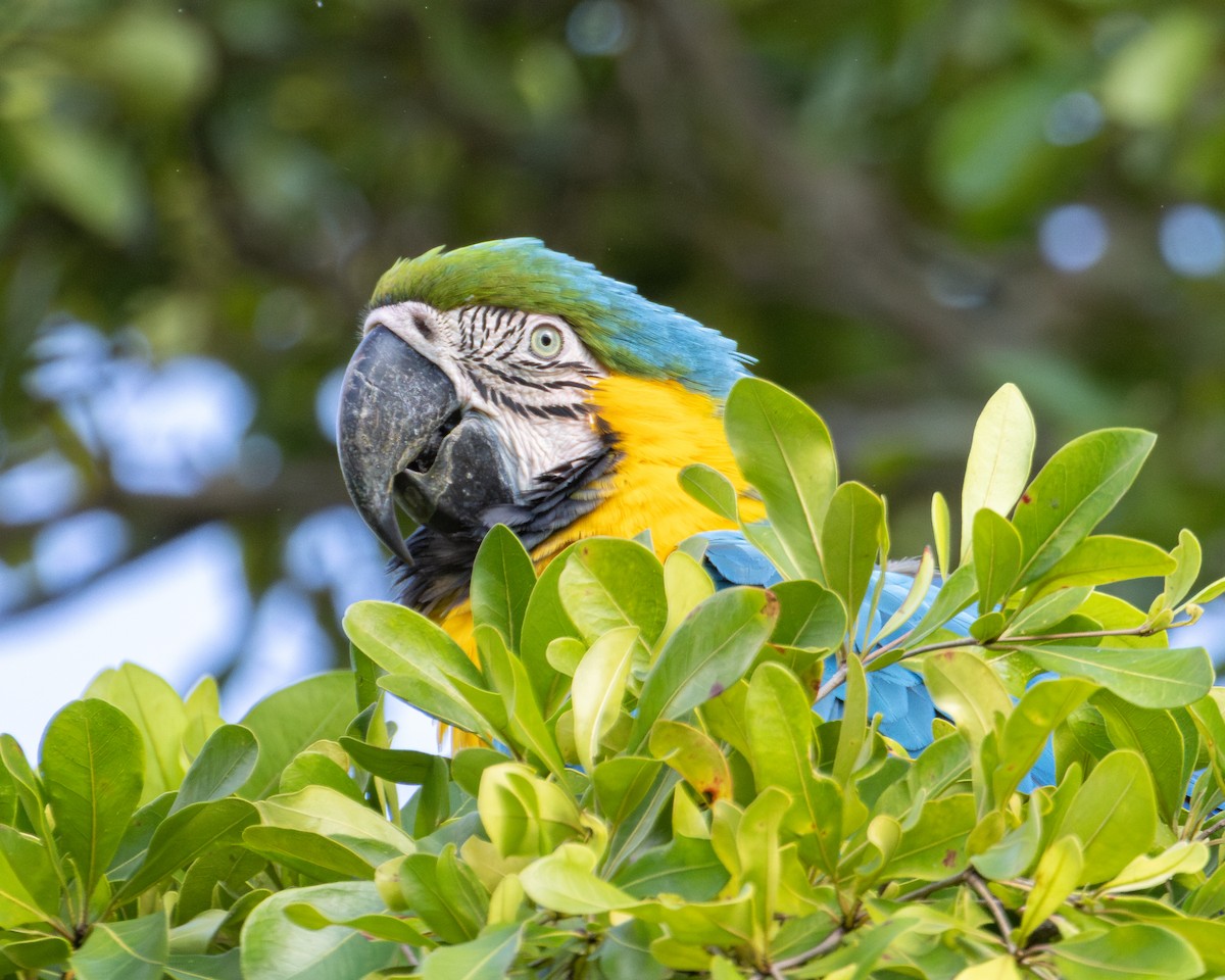 Guacamayo Azuliamarillo - ML620627584