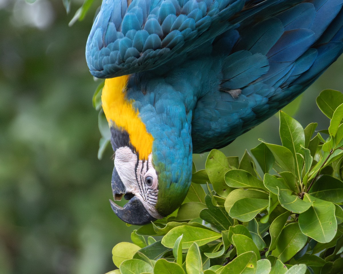 Guacamayo Azuliamarillo - ML620627585