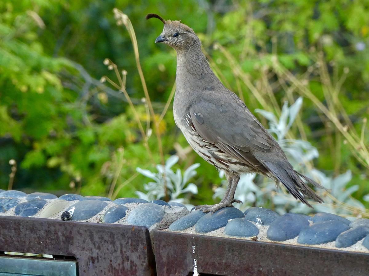 Gambel's Quail - ML620627586