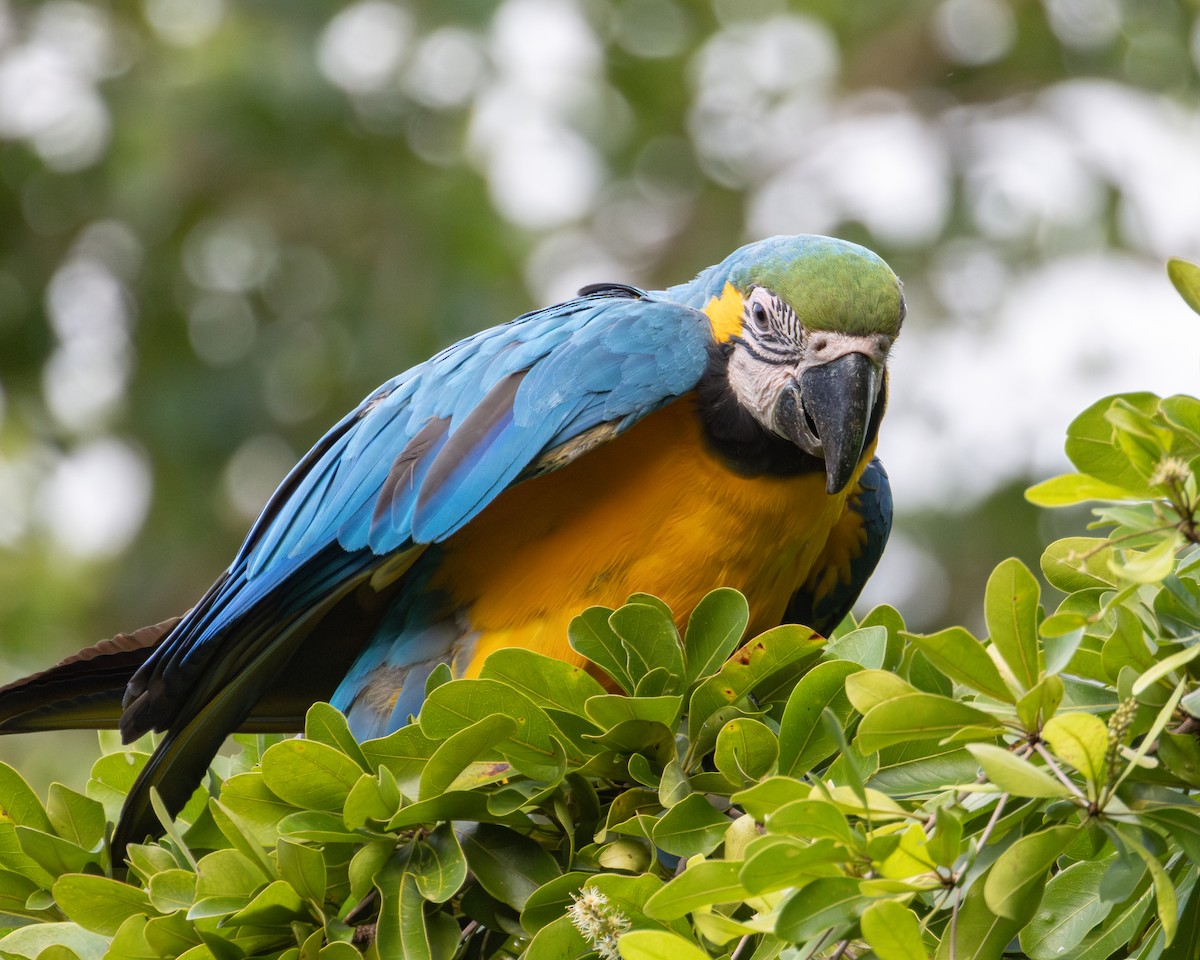 Blue-and-yellow Macaw - ML620627587