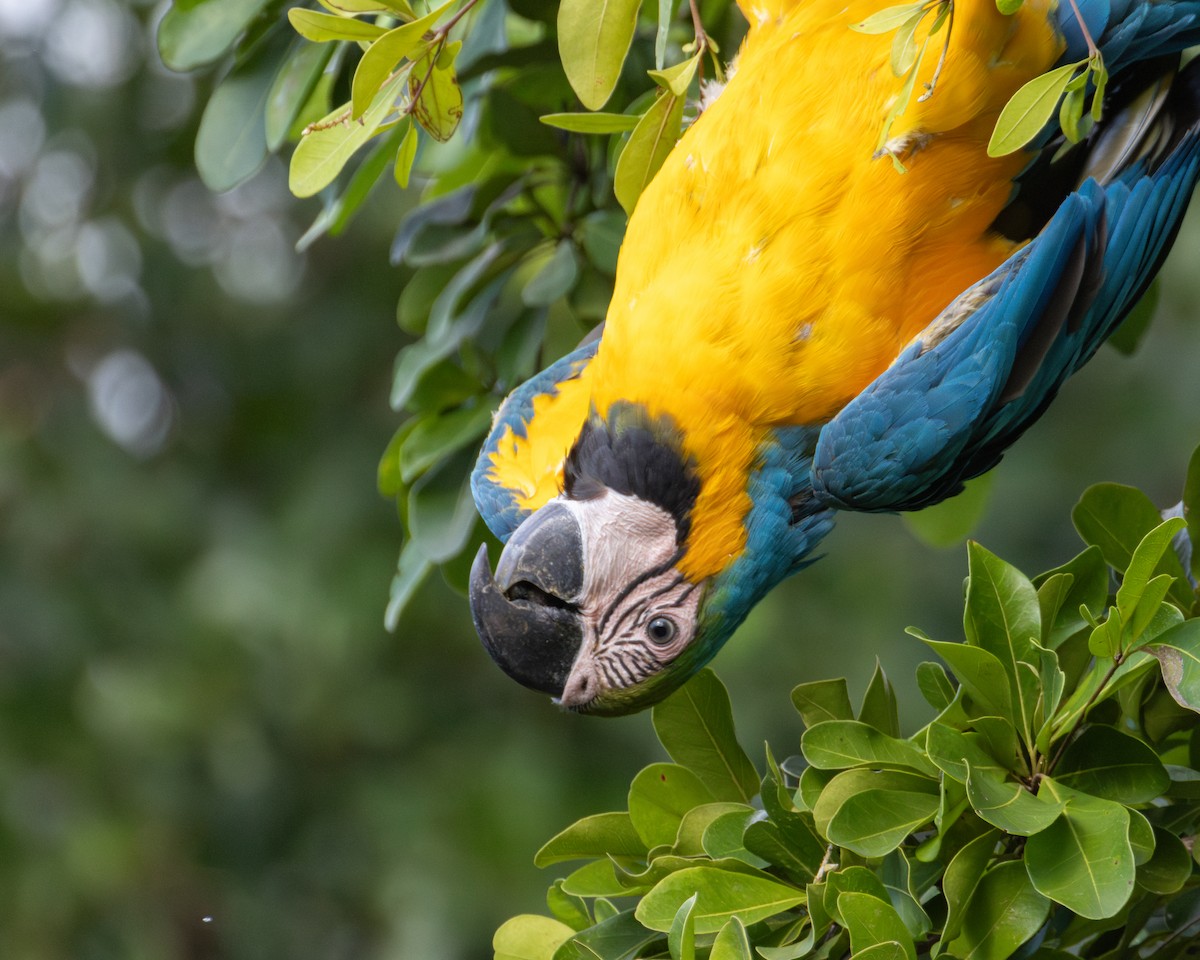 Blue-and-yellow Macaw - ML620627588