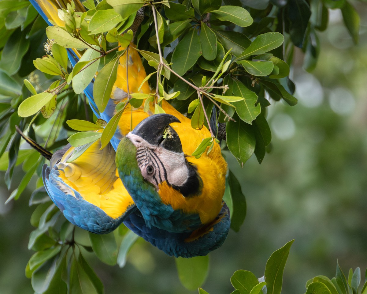 Blue-and-yellow Macaw - ML620627589