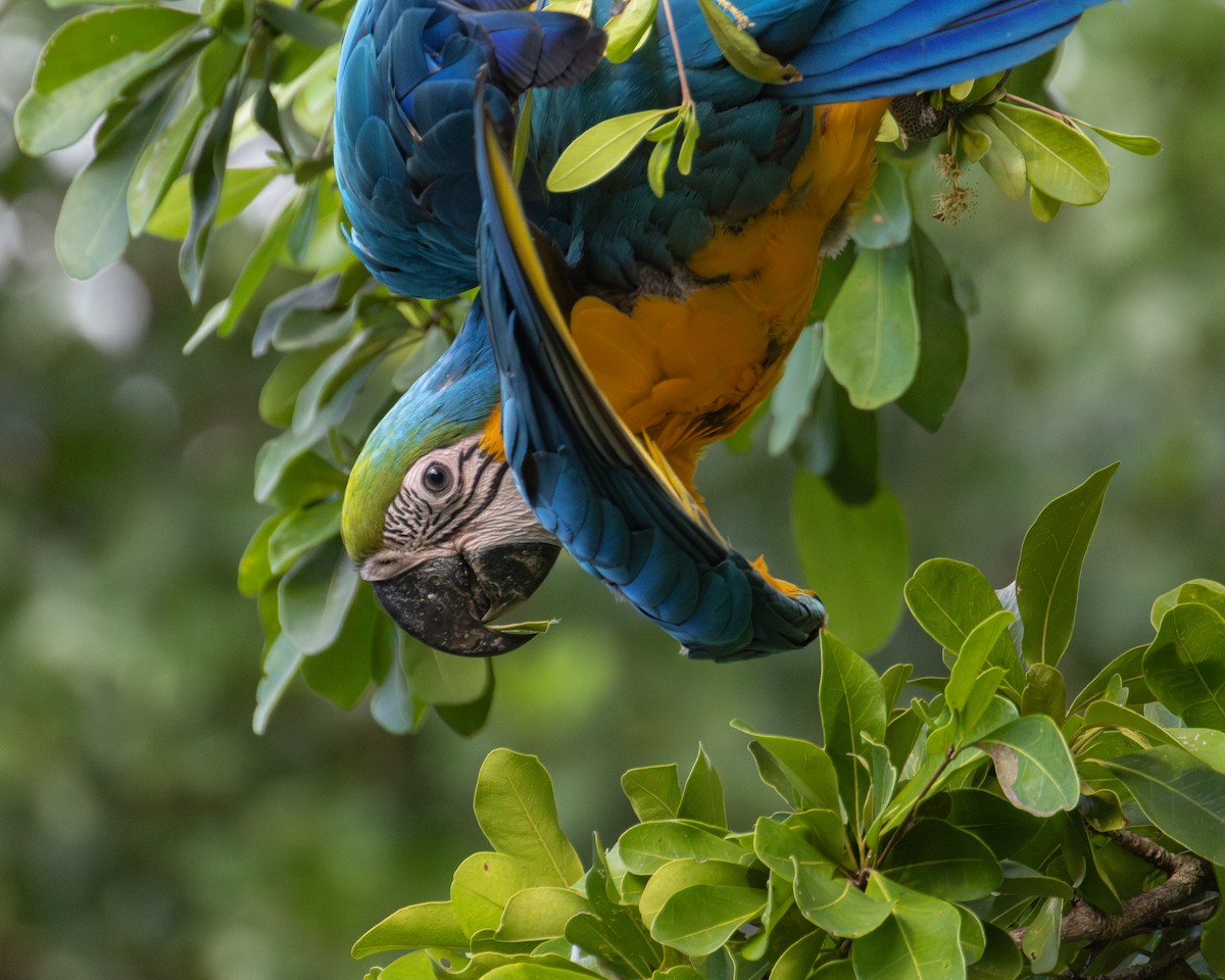 Blue-and-yellow Macaw - ML620627590