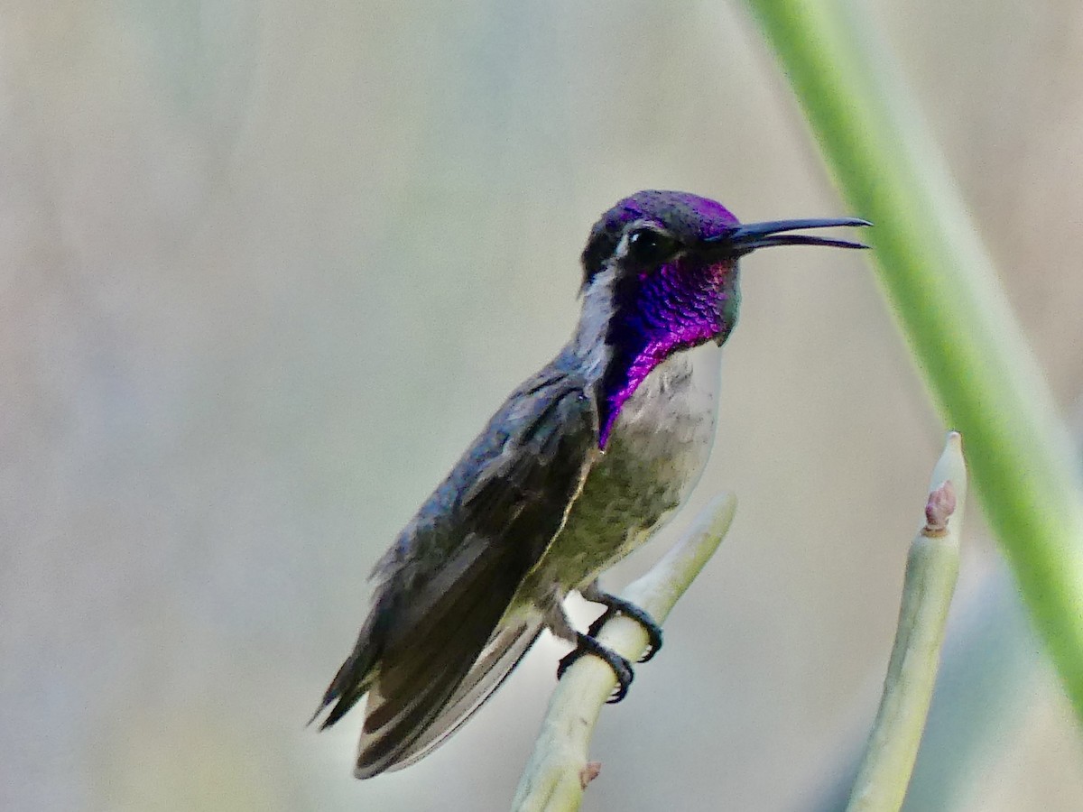 Costa's Hummingbird - ML620627593