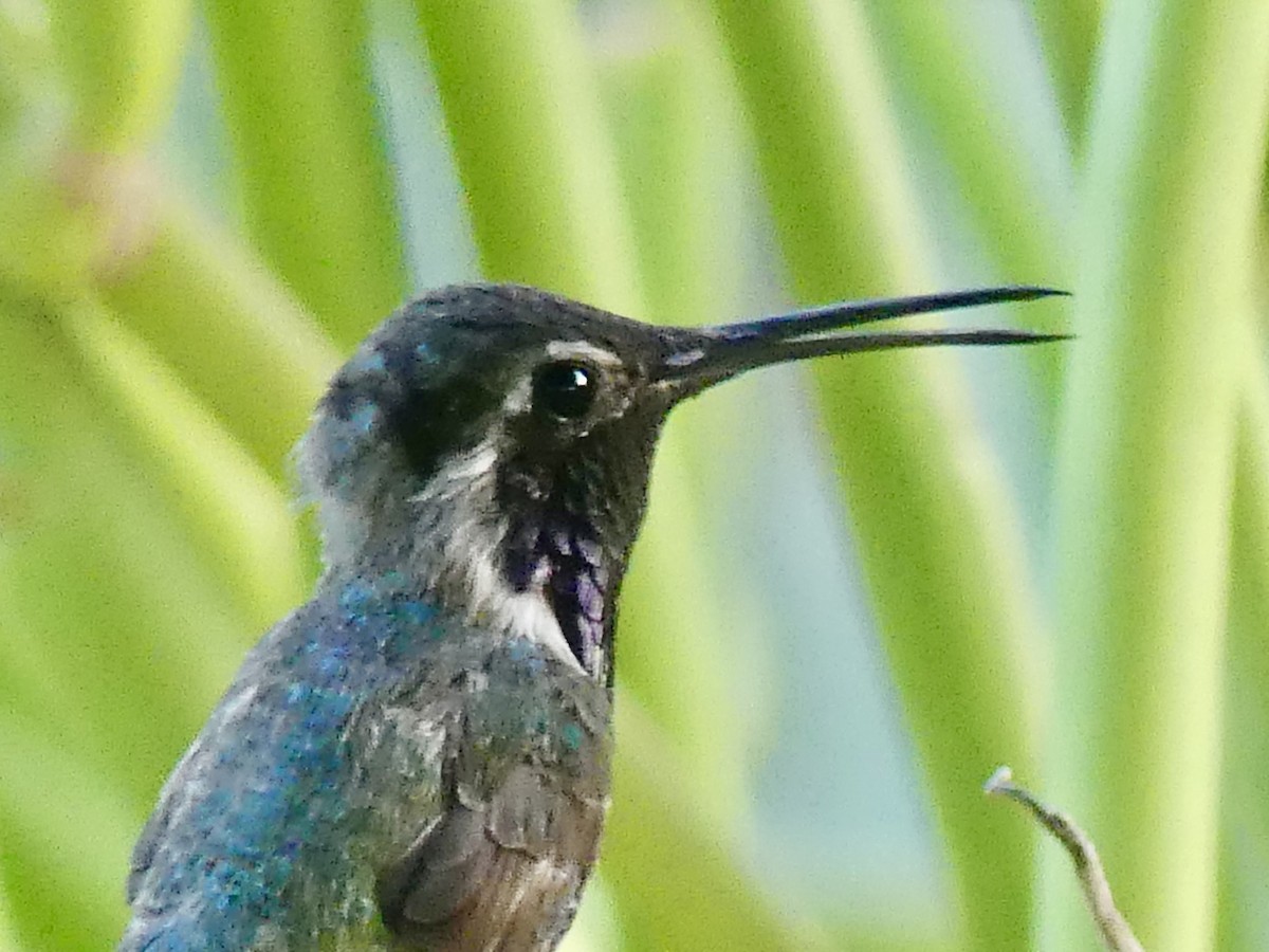 Costa's Hummingbird - ML620627594