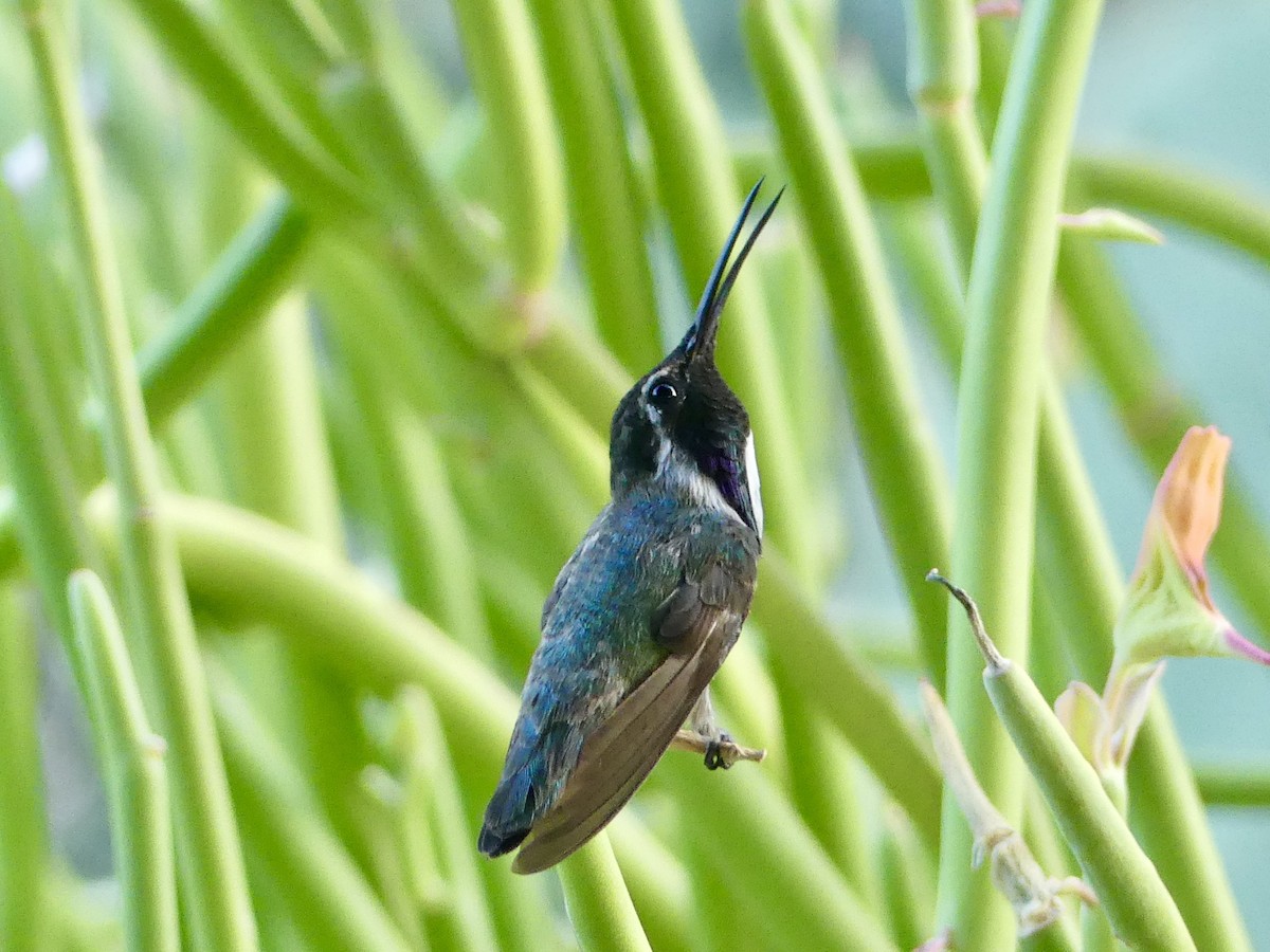 Colibrí de Costa - ML620627595