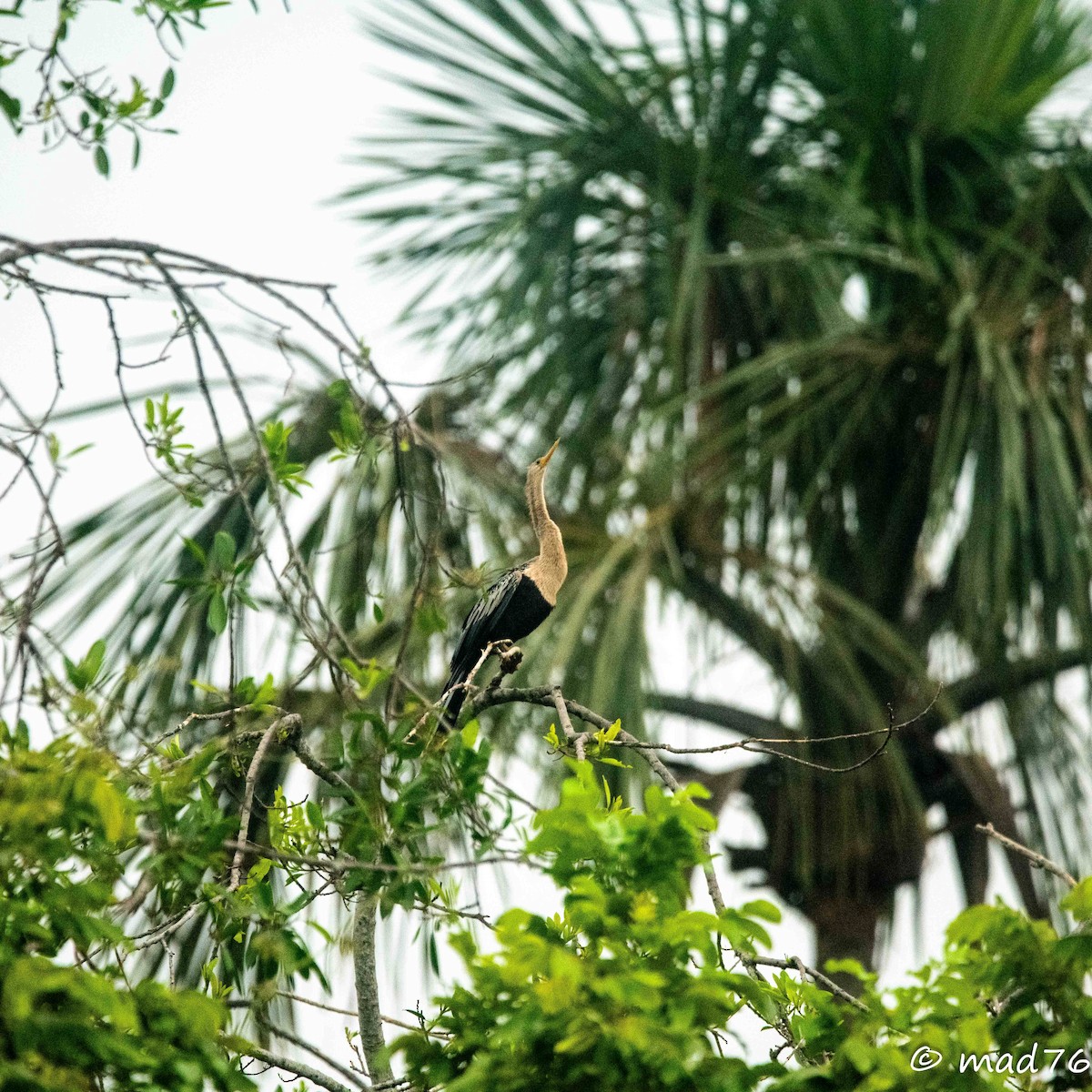 Anhinga Americana - ML620627599