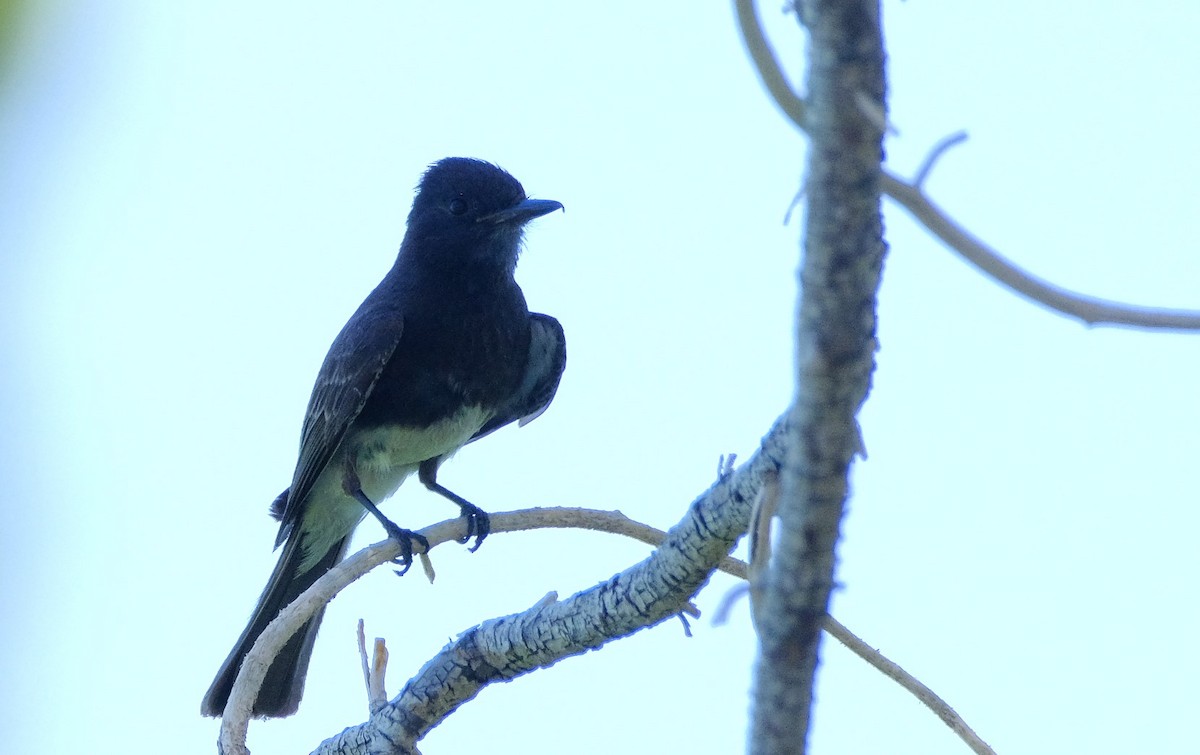 Black Phoebe - ML620627600