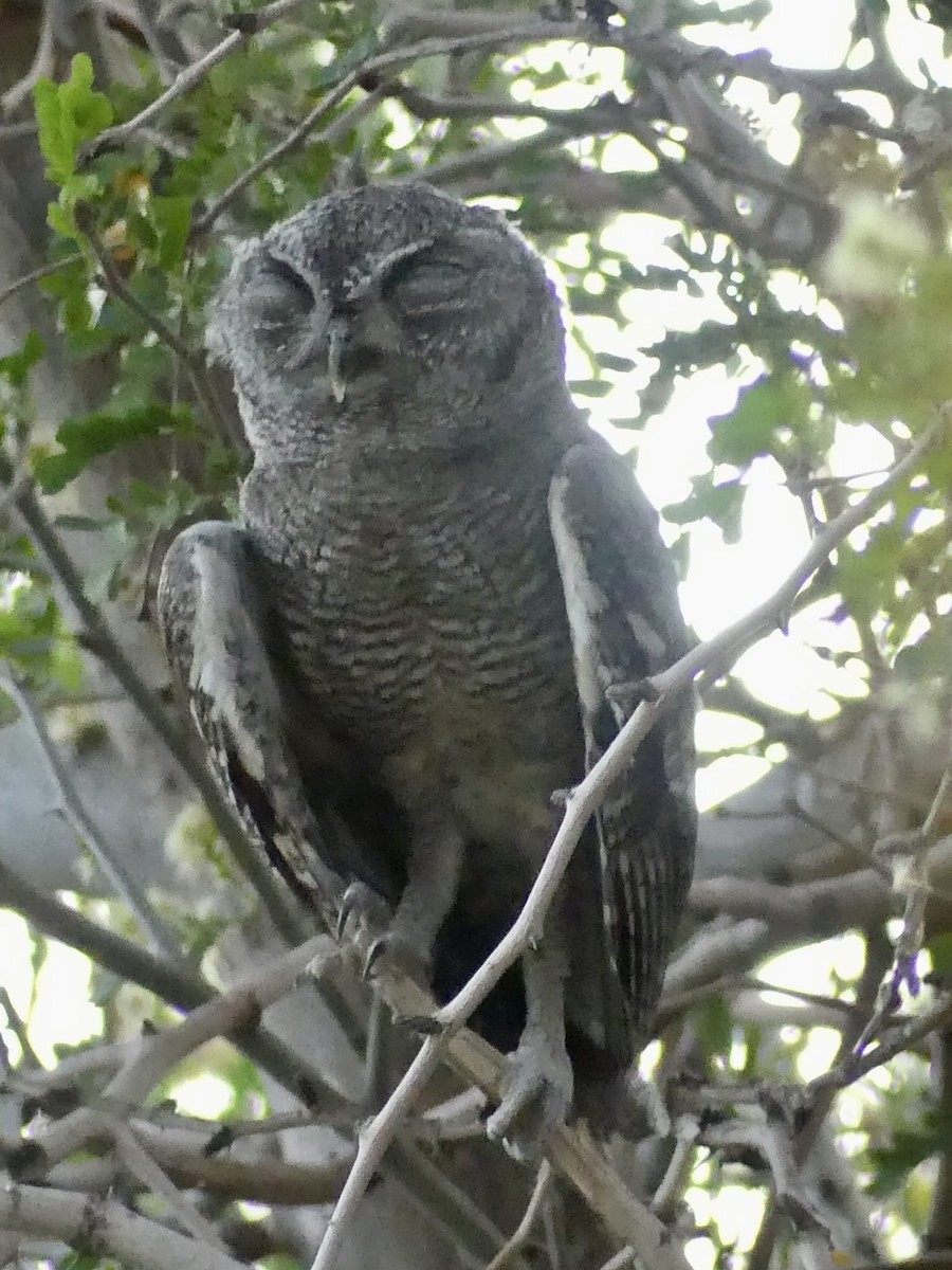 Western Screech-Owl - ML620627601