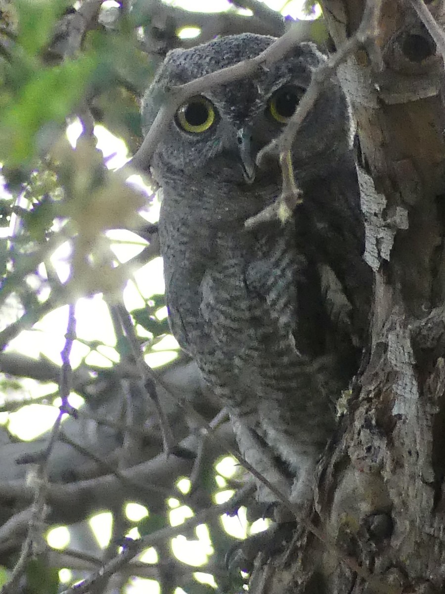 Western Screech-Owl - ML620627602