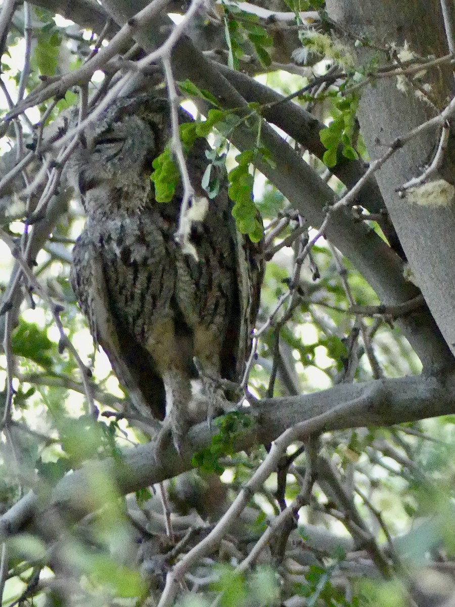 Western Screech-Owl - ML620627603