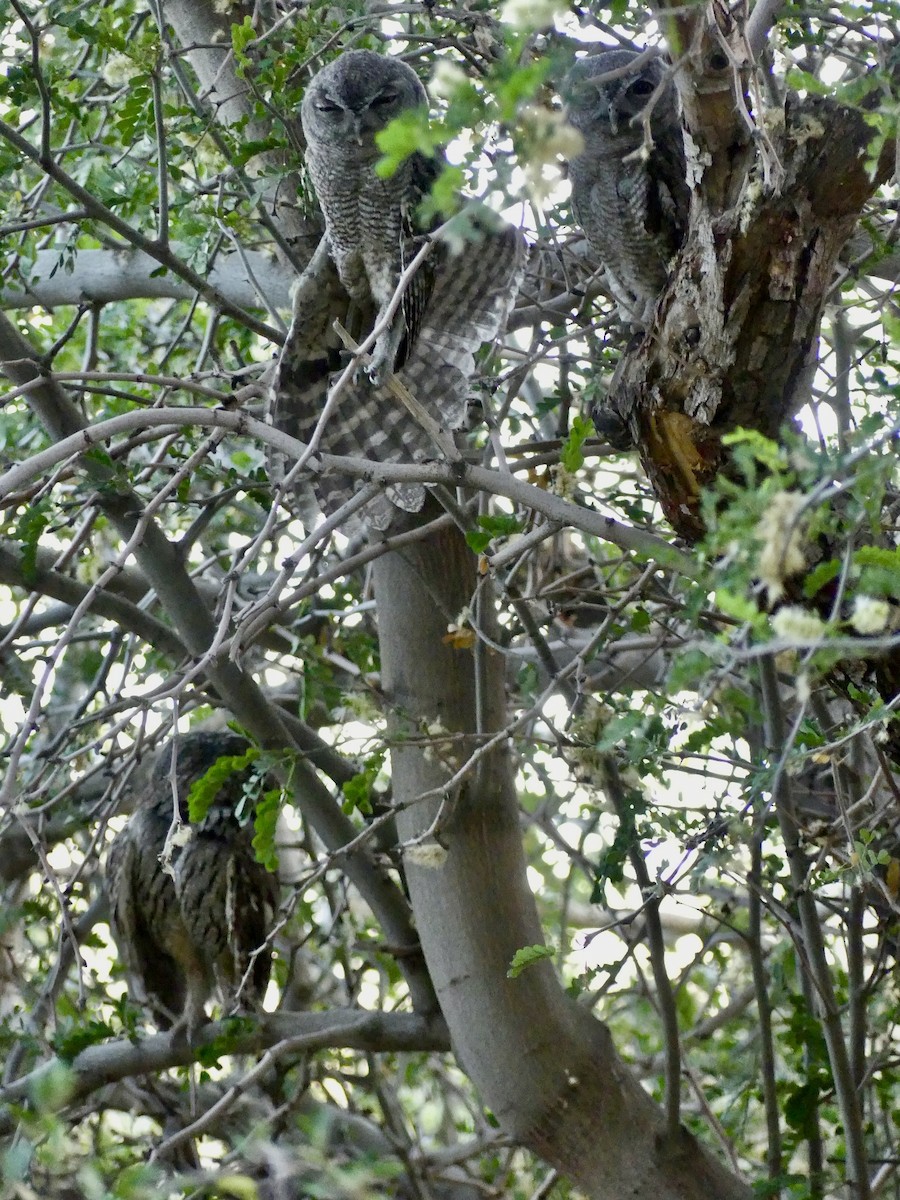 Western Screech-Owl - ML620627609