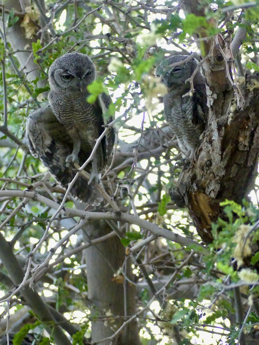 Western Screech-Owl - Dennis Wolter