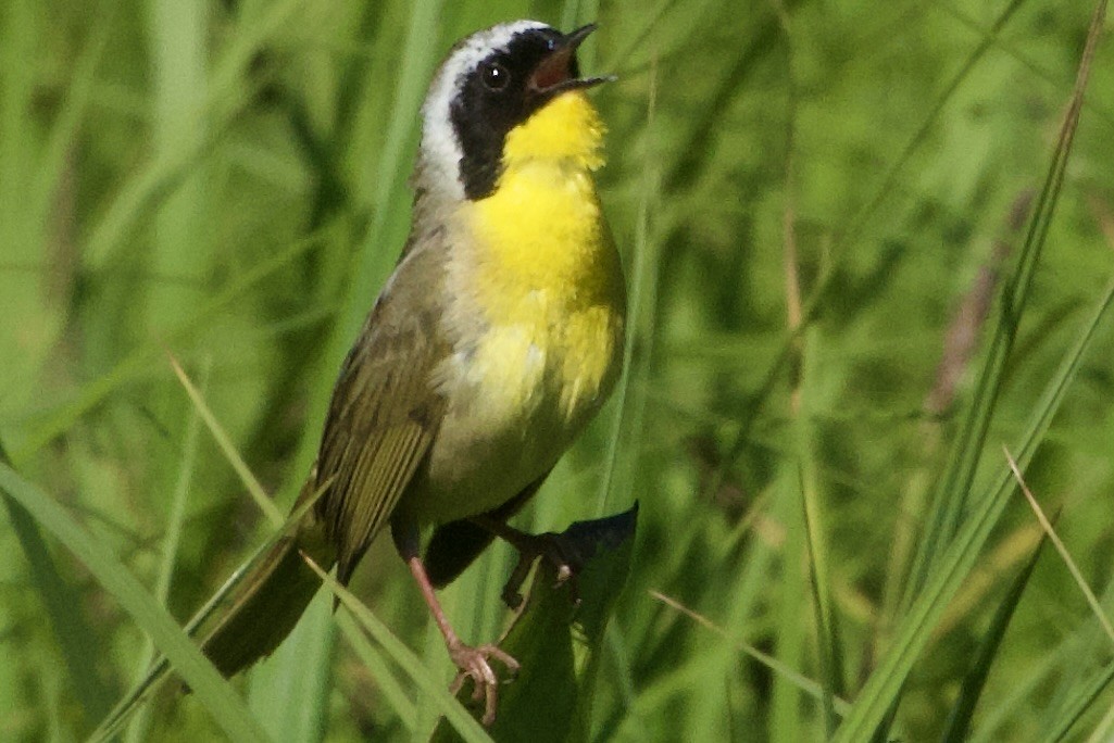 Paruline masquée - ML620627612