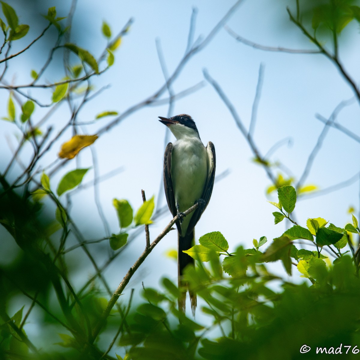 Fork-tailed Flycatcher - ML620627615